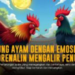 Mulia77: Kenali Ayam Aduan Favorit di SV388 Sabung Ayam