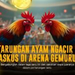 Mengenal Jenis Ayam Aduan dan Odds di SV388 Sabung Ayam