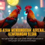 Mengenal Jenis Ayam Aduan S128 dan Peluang Menangnya