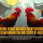 Mengenal Jenis Ayam Aduan dan Taruhan di SV388 Sabung Ayam