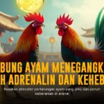 Mengulik Sabung Ayam SV388: Jenis Ayam, Odds, dan Keunggulannya
