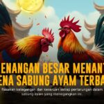 Mengenal Jenis Ayam Aduan Terbaik di SV388 Sabung Ayam